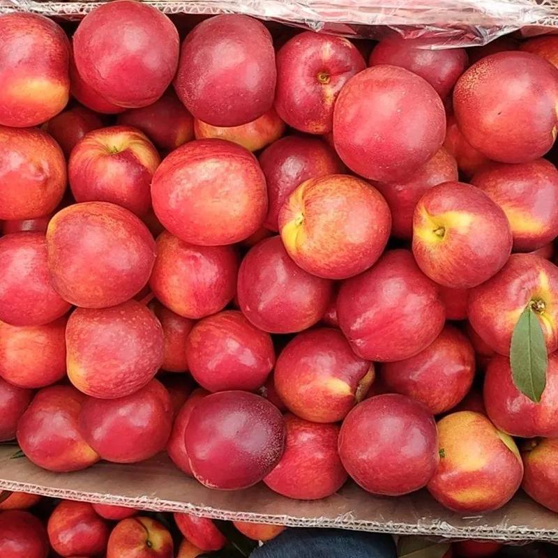 油桃河南油桃精品油桃大量上市货源充足可视频产地看货发往全国