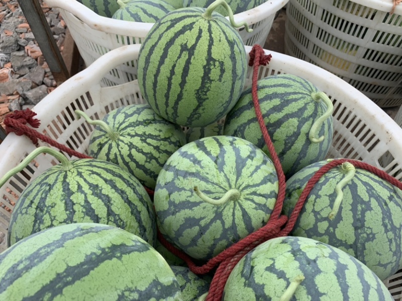 大棚西瓜8424