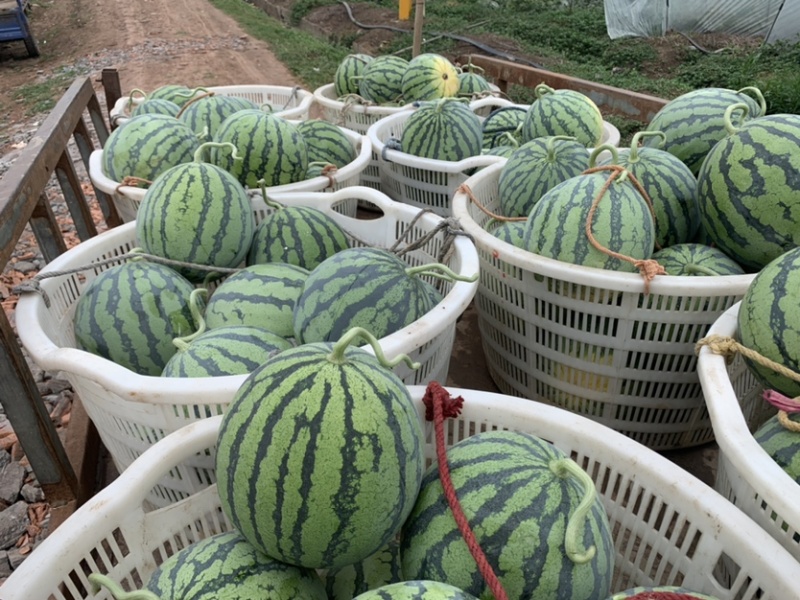 大棚西瓜8424