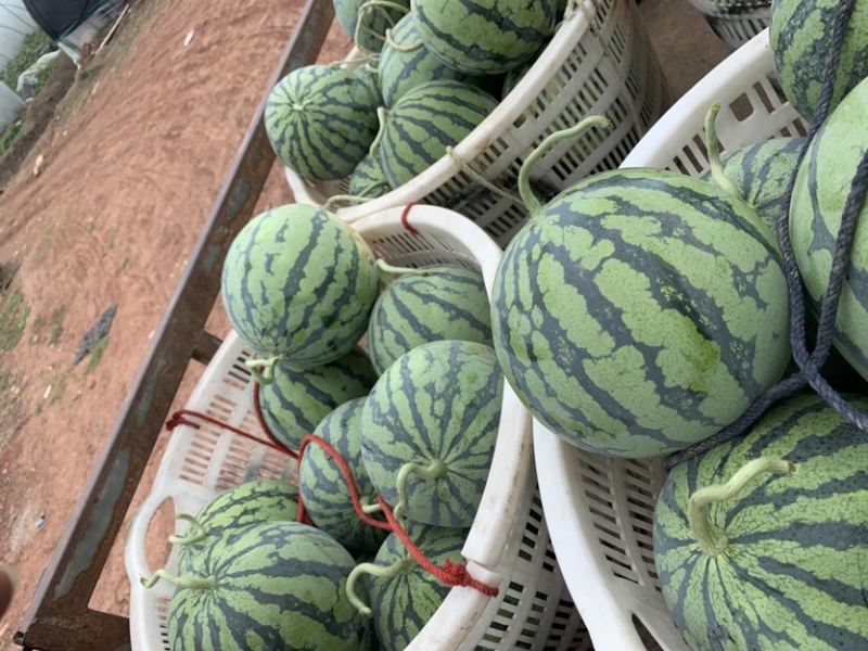 大棚西瓜8424