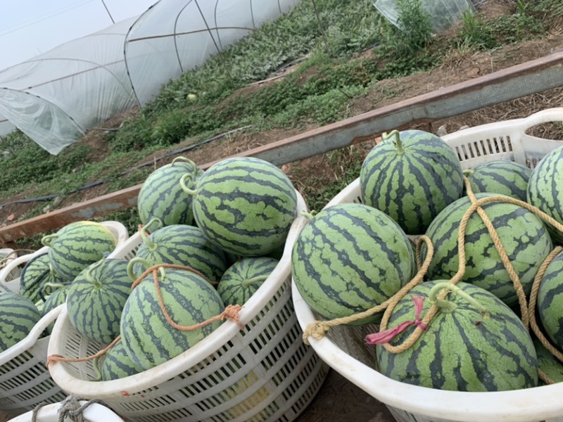 大棚西瓜8424