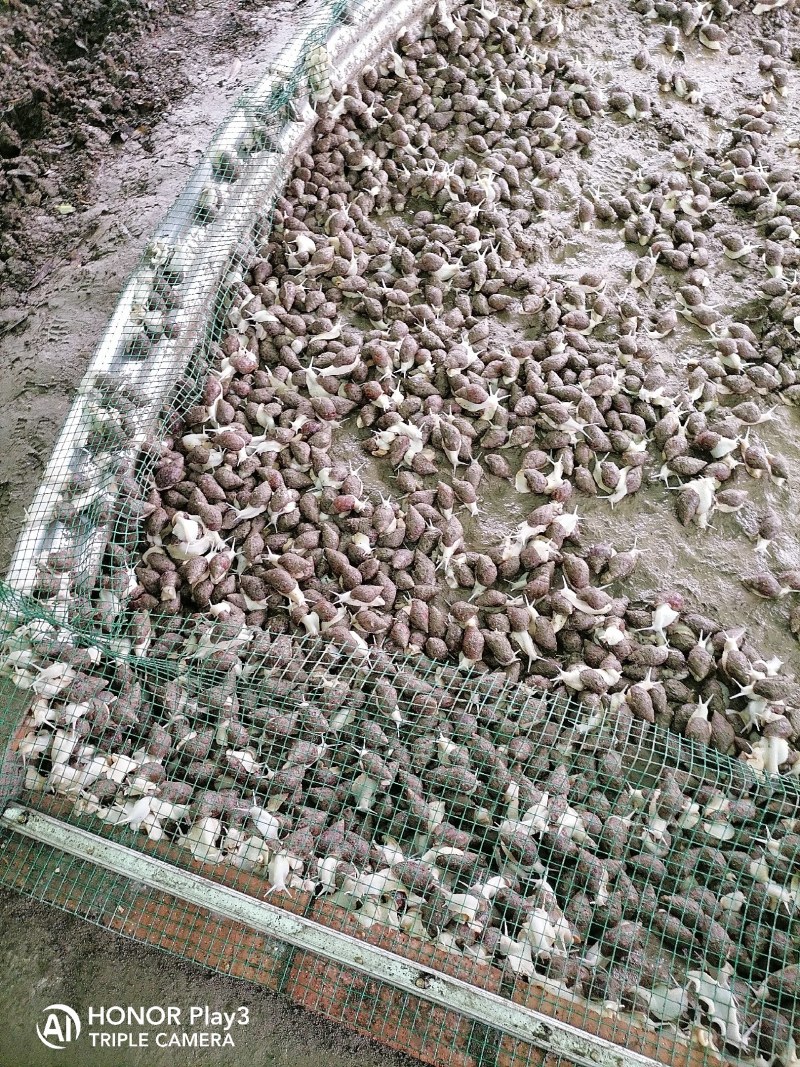 白玉蜗牛