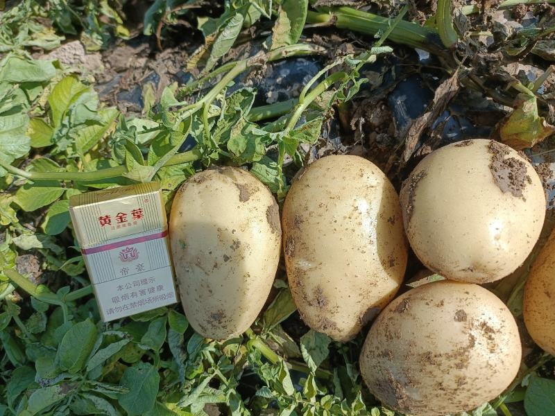 【热】河南开封通许沃土五号土豆视频看货实地看货提供网袋包装