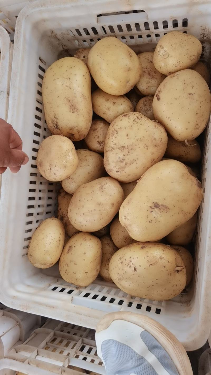 土豆/荷兰十五土豆/希森土豆/黄皮黄心土豆/大量上市