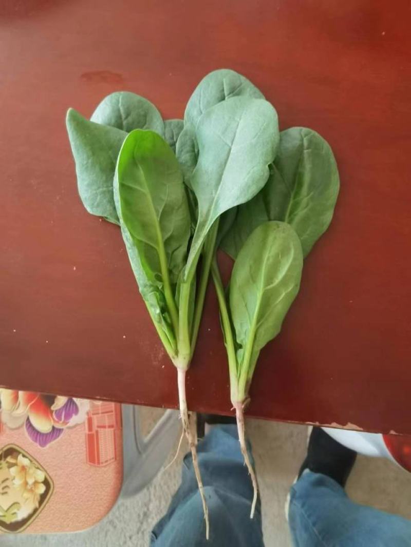 内蒙大叶菠菜大量上市产地直发，欢迎老板来电咨询选购