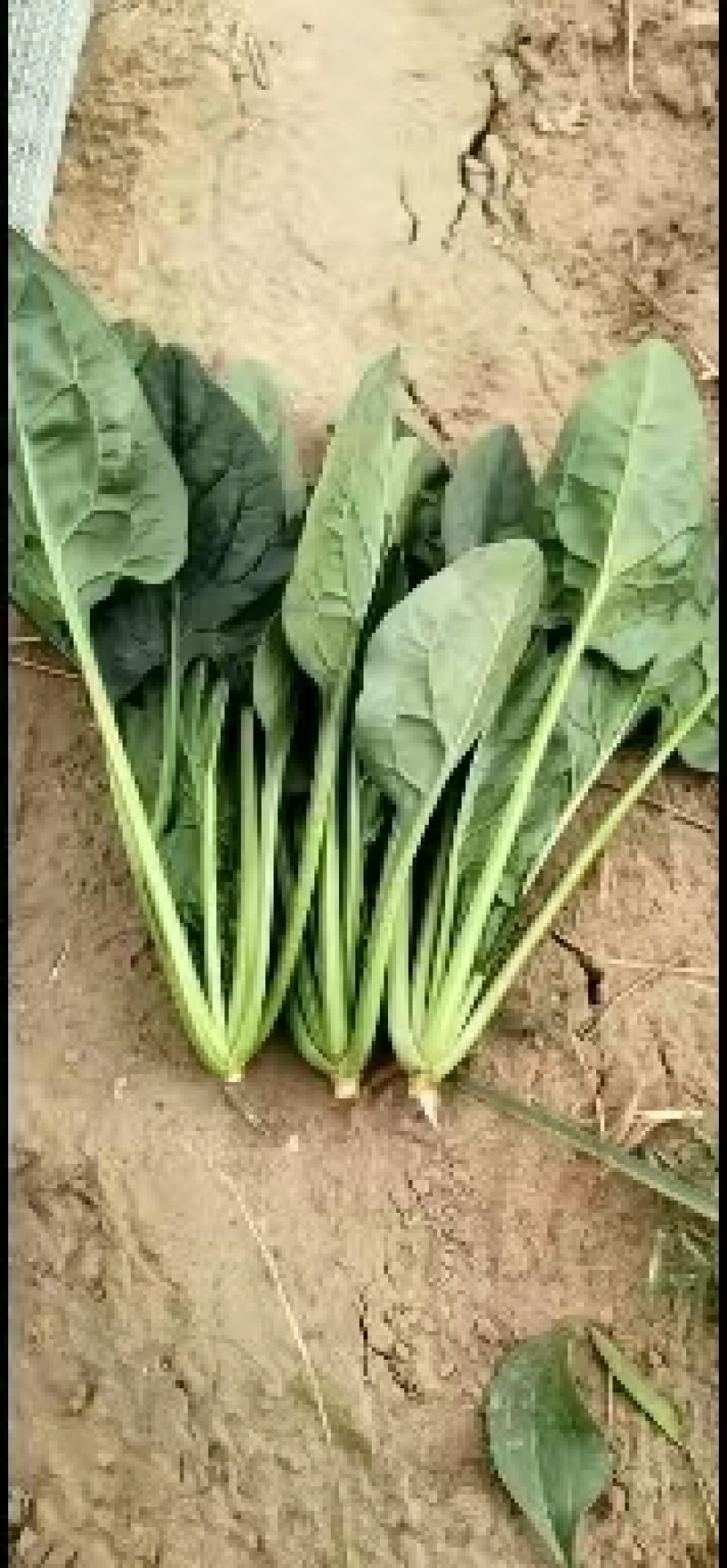 内蒙大叶菠菜大量上市产地直发，欢迎老板来电咨询选购
