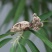 金蝉花野生2022年新货大别山金蝉花虫草知了包邮