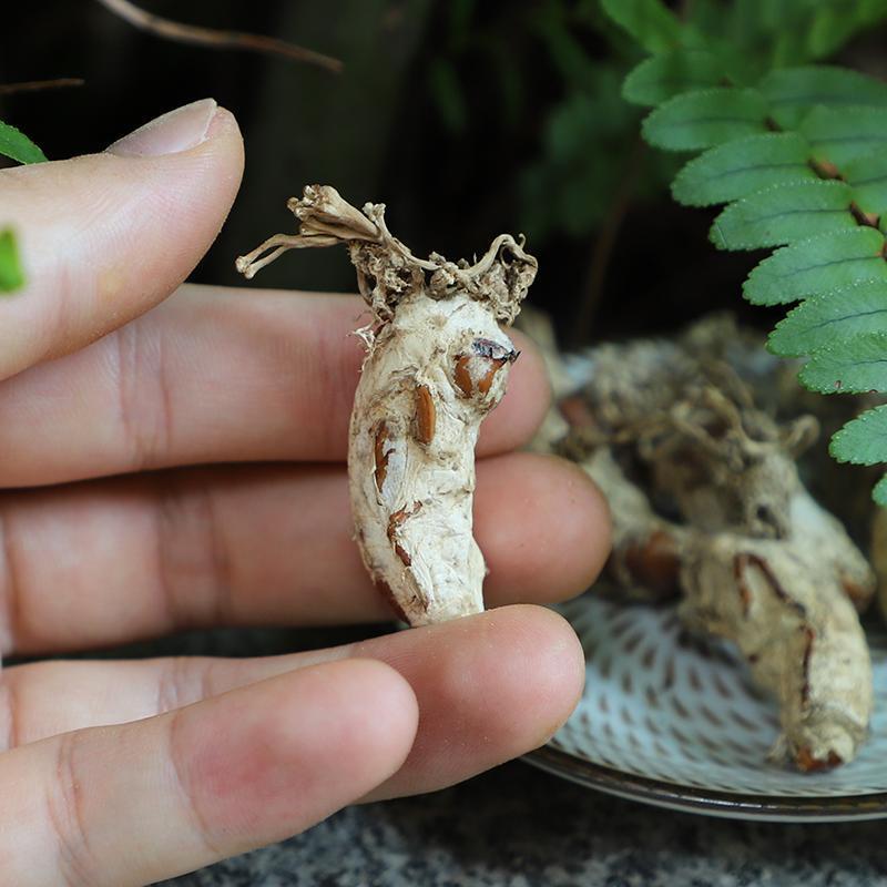 金蝉花野生2022年新货大别山金蝉花虫草知了包邮