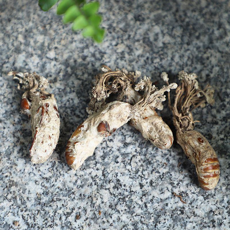 金蝉花野生2022年新货大别山金蝉花虫草知了包邮