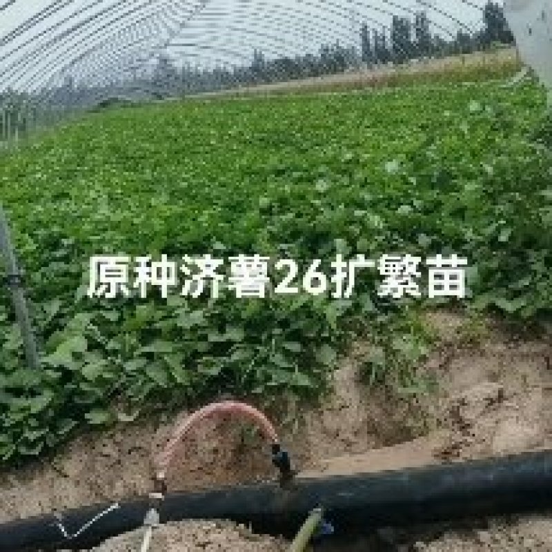 红薯种苗大田扩繁济暑26苗