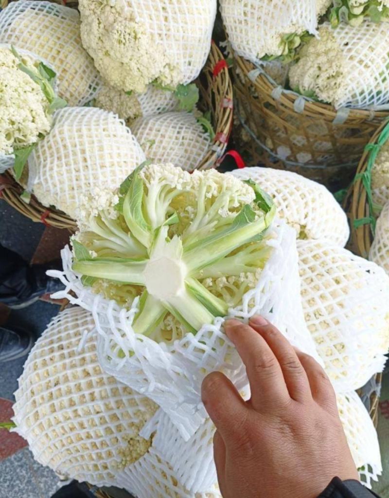 松花菜有机菜花张北菜花青梗散花菜