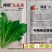 绿领九头鸟雪里蕻芥菜种子中熟味浓质优