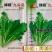 绿领九头鸟雪里蕻芥菜种子中熟味浓质优