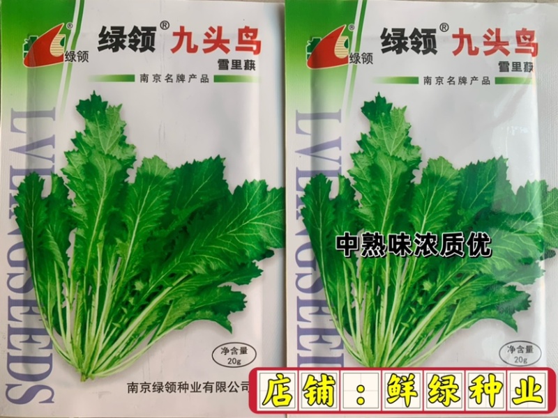 绿领九头鸟雪里蕻芥菜种子中熟味浓质优