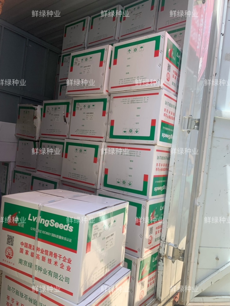绿领九头鸟雪里蕻芥菜种子中熟味浓质优