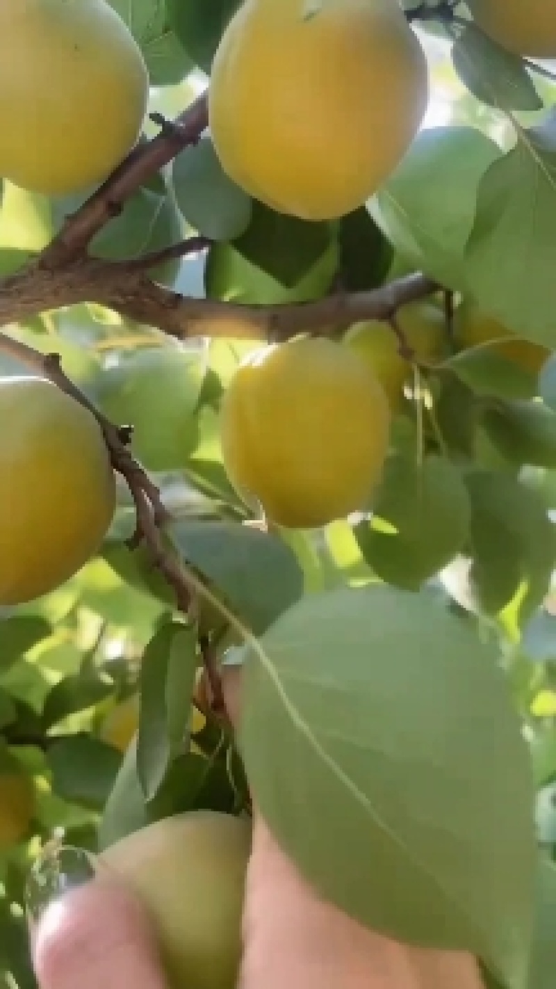 金太阳杏，适合深加工，罐头厂，果脯厂，批发商，小卖，超市