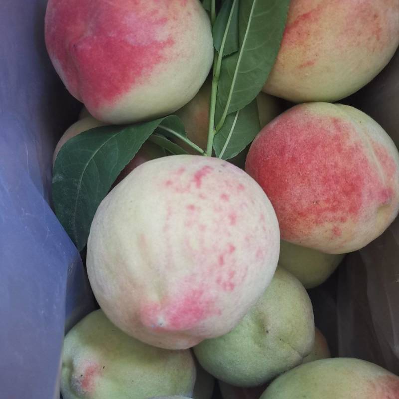河北蜜桃/水蜜桃/水果桃子果园种植1000斤起售