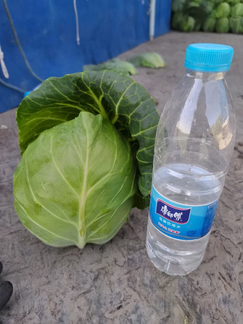 刚下来的货源充足产地直销诚信第一