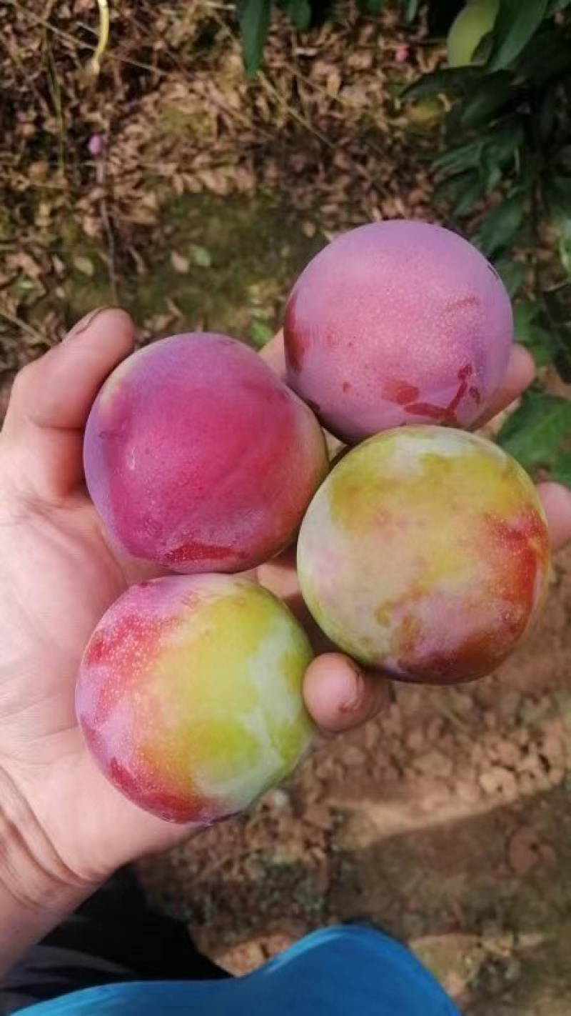 六月红李，红李子，红布林，红宝石李子