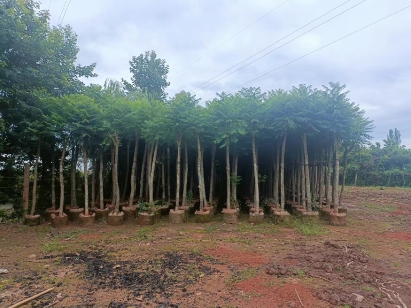 蓝花楹移栽熟苗，地苗，断根苗