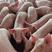 大量出售仔猪猪苗猪崽品种齐全防疫到位送猪到家
