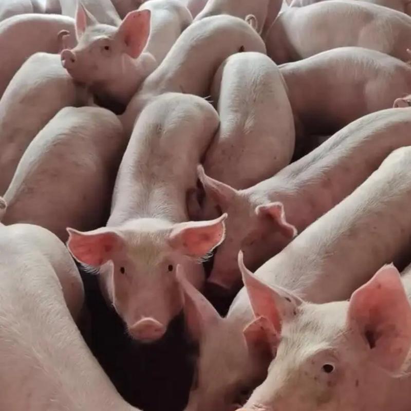 大量出售仔猪猪苗猪崽品种齐全防疫到位送猪到家