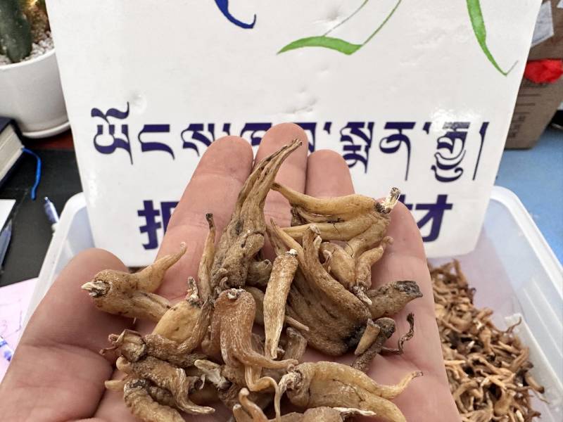 手掌参佛手参#西藏纯野生手掌参【西藏拥嘉药材】正品