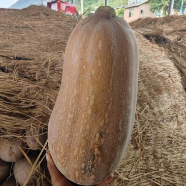云南精品南瓜大量有货，基地实拍看上的老板速联系！