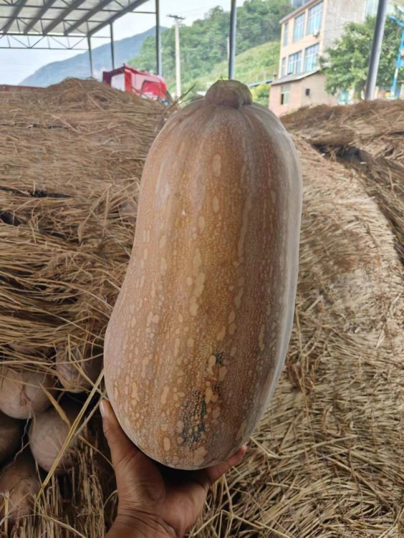 云南精品南瓜大量有货，基地实拍看上的老板速联系！