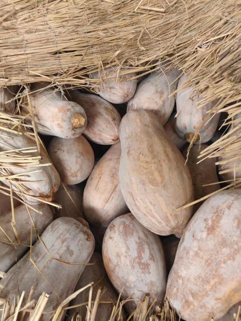 云南精品南瓜大量有货，基地实拍看上的老板速联系！