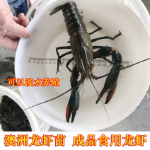 澳洲淡水小龙虾苗小青龙渔场直供红螯虾苗蓝龙虾苗