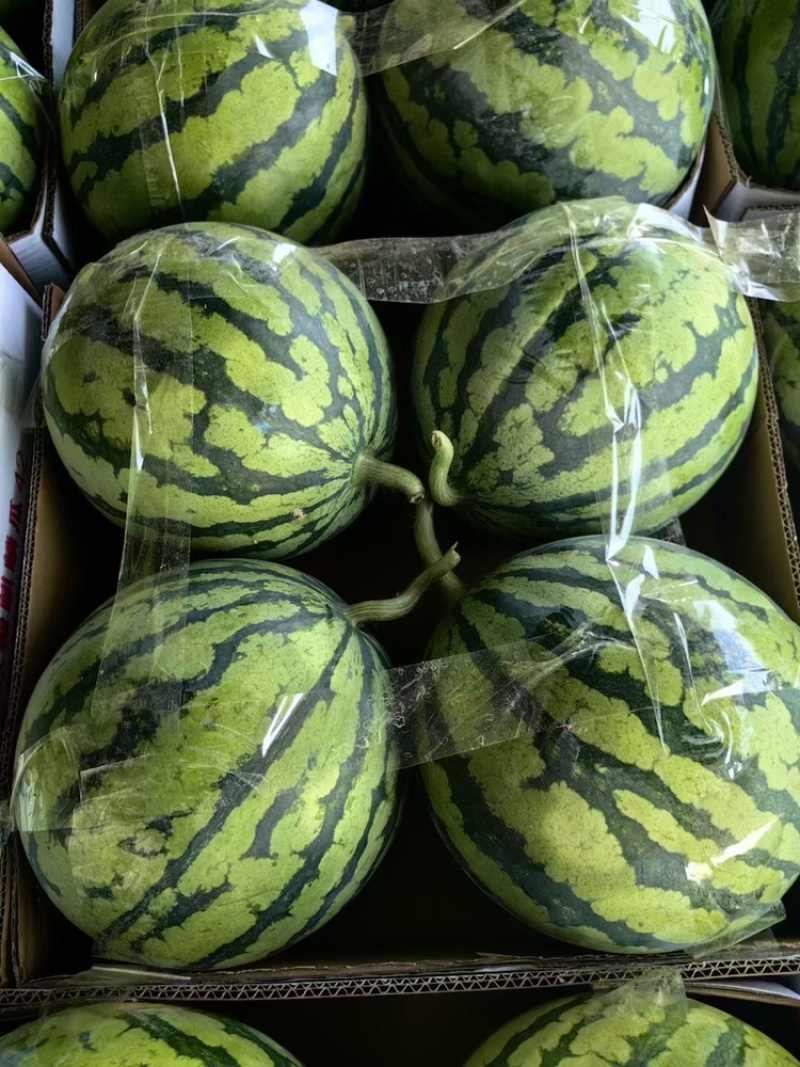 湖北精品西瓜，8424麒麟瓜，美都大量供应。