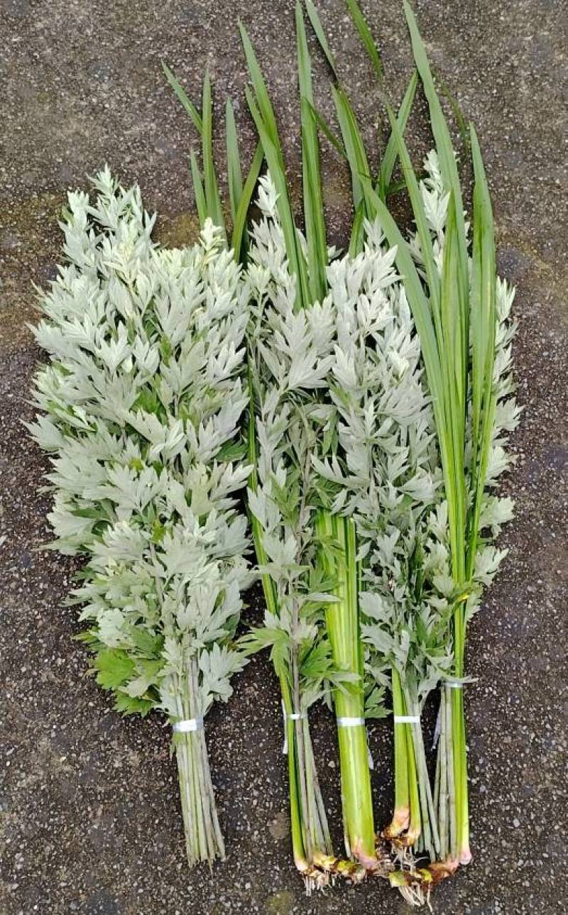 端午节新鲜艾草水菖蒲民间习俗货源稳定产地直发整车走货