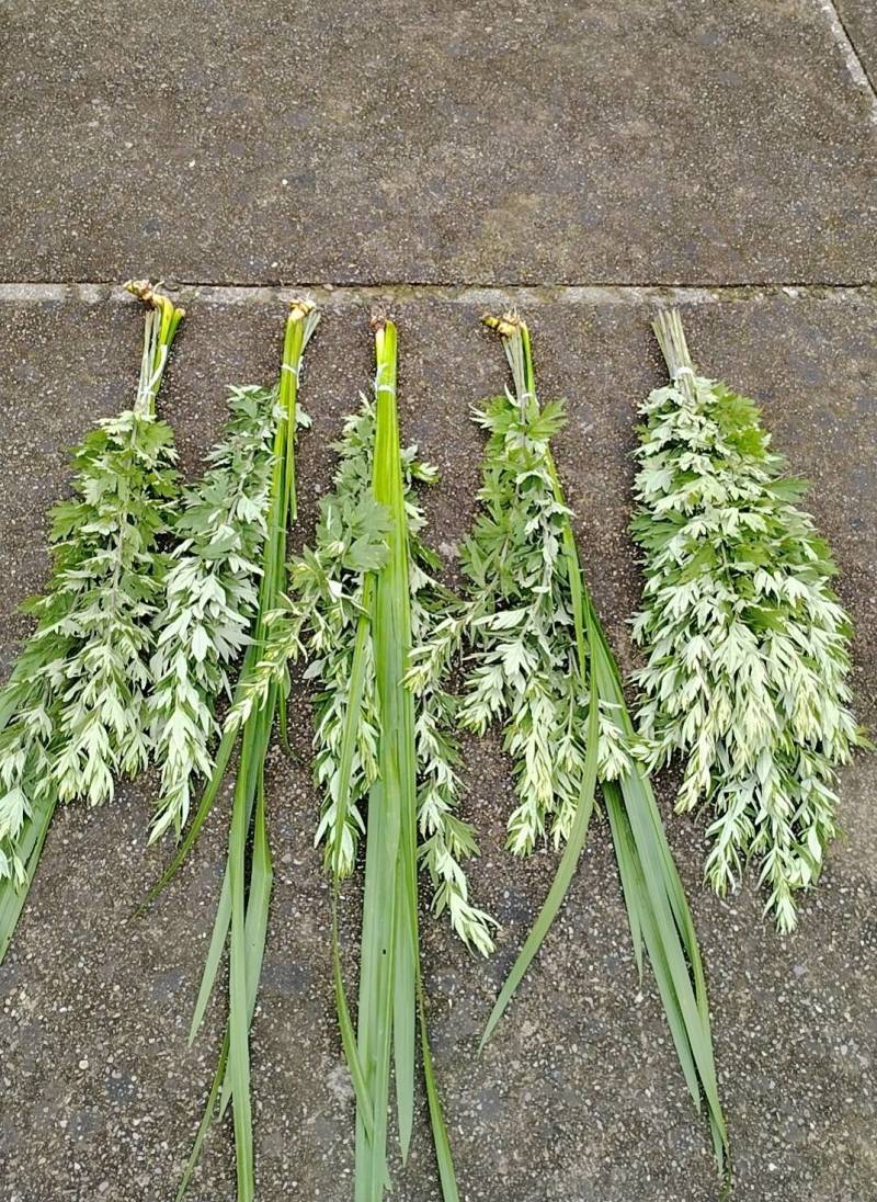 端午节新鲜艾草水菖蒲民间习俗货源稳定产地直发整车走货