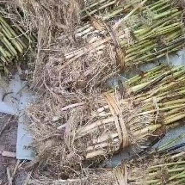 芦苇苗货源充足，保质保量，信誉第一。