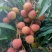 代办黑叶茘枝