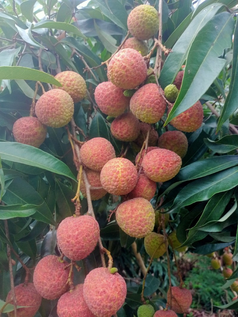 代办黑叶茘枝