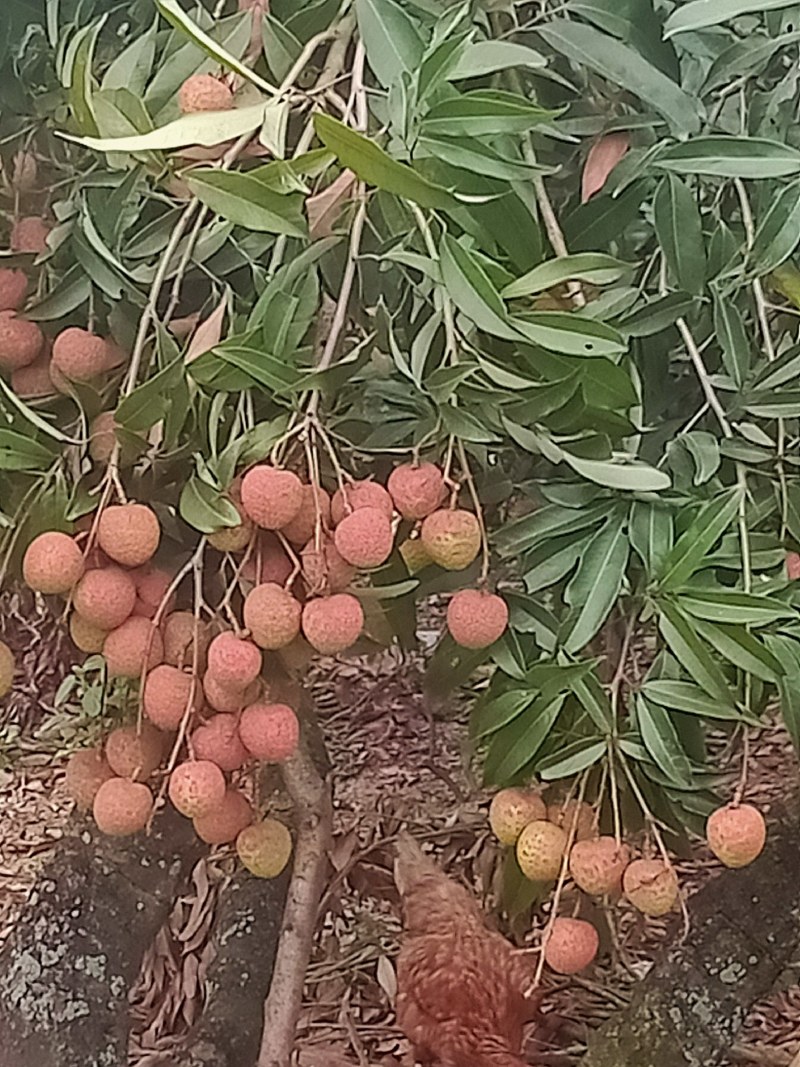 代办黑叶茘枝
