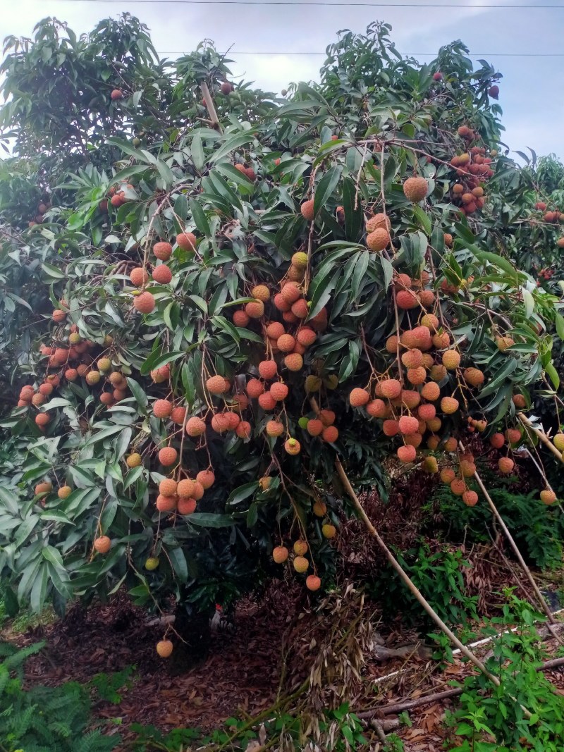 代办黑叶茘枝