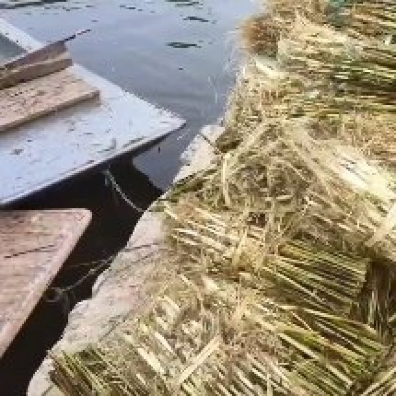 芦苇苗货源充足，保质保量，信誉第一。