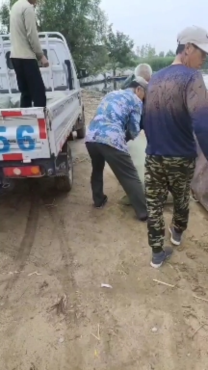 芦苇苗货源充足，保质保量，信誉第一。