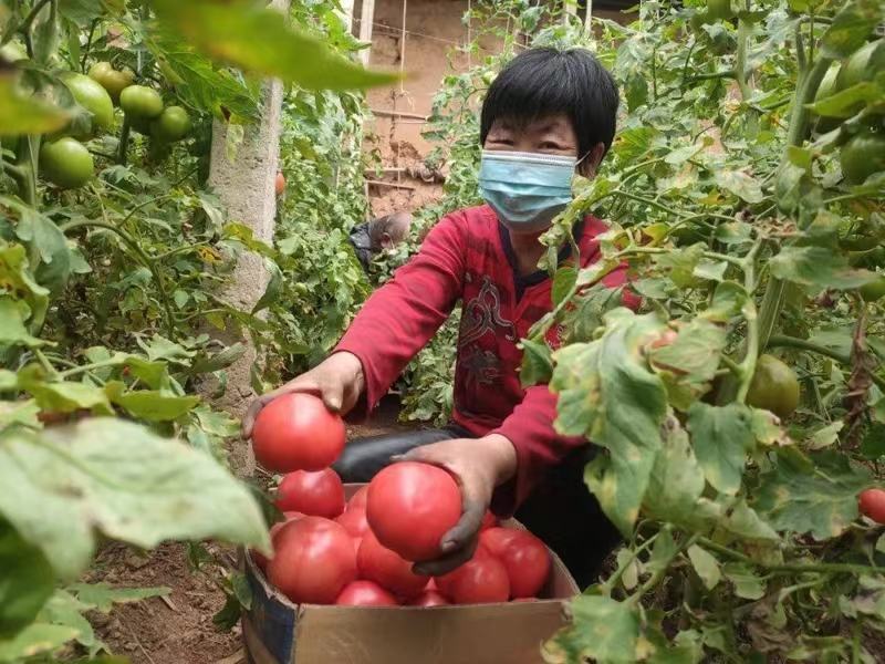 番茄病菌净番茄专用晚疫病棉疫病溃疡病猝倒病黄枯萎早疫