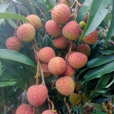代办黑叶茘枝