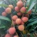 代办黑叶茘枝