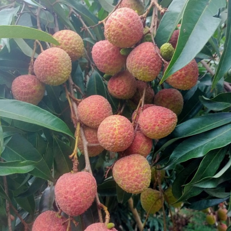 代办黑叶茘枝