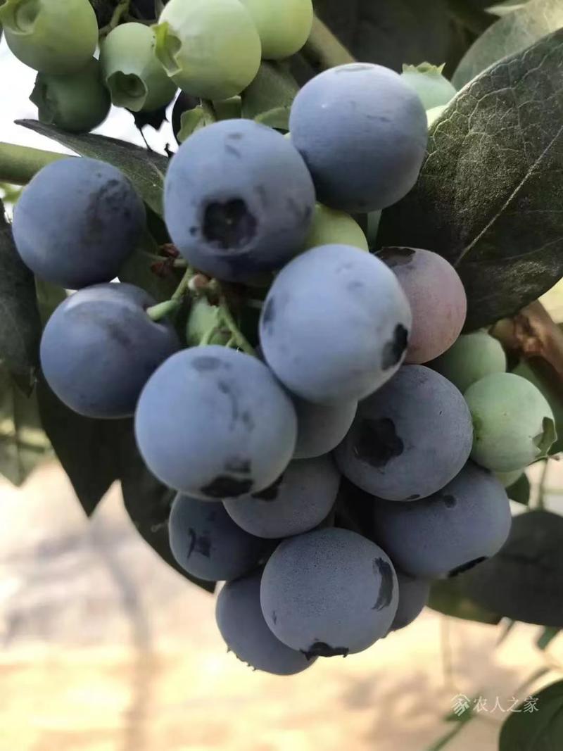 山东蓝莓，蓝莓大量上市，公爵蓝莓上市量大口感鲜美
