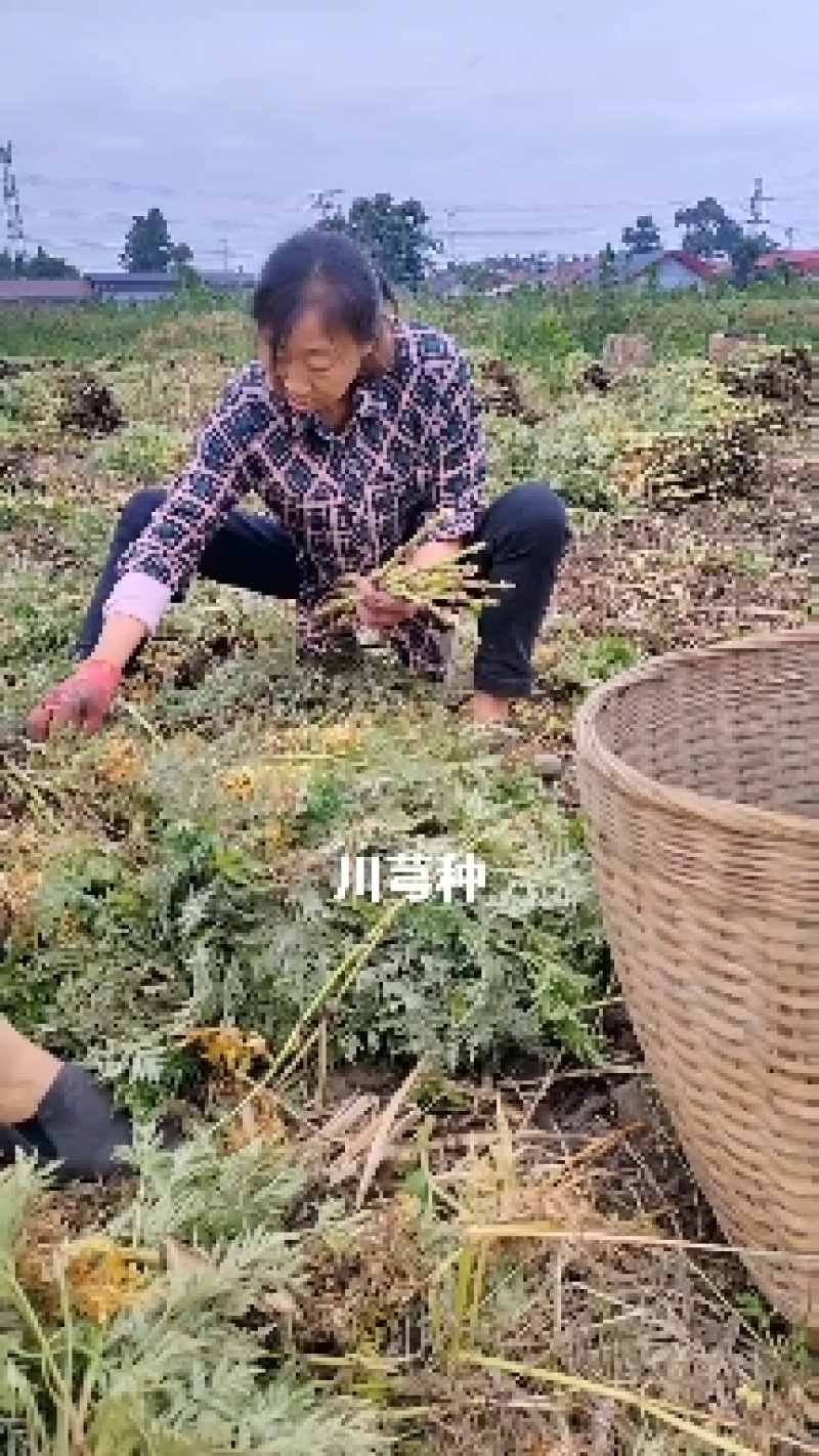 川芎，川芎种苗