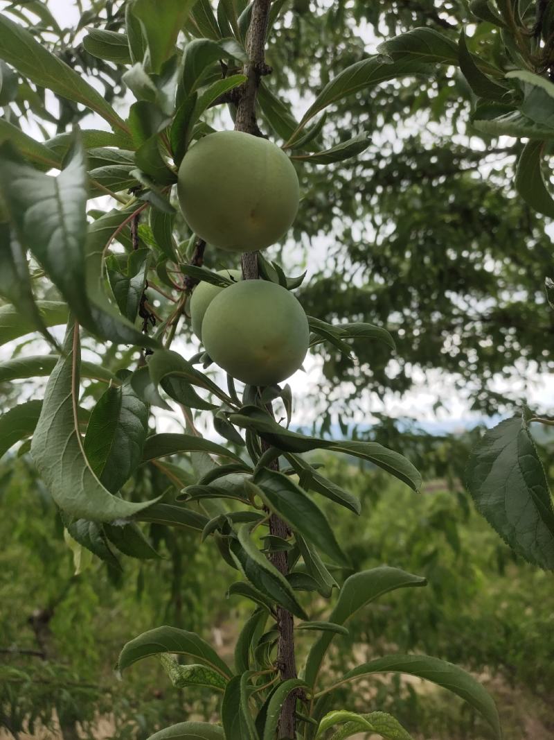 4月青翠李