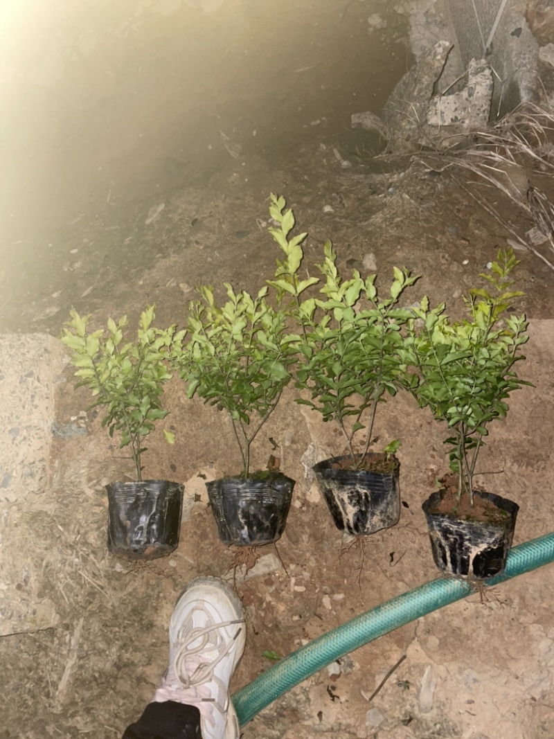 基地大量供应金冠女贞大杯，可以实地考察