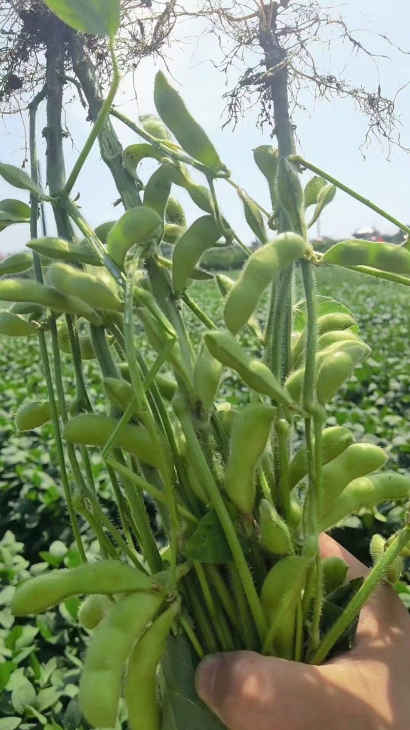 精装毛豆翠绿宝毛豆产地直发全国发货欢迎咨询